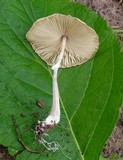 Leucocoprinus longistriatus image
