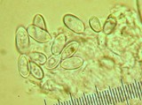 Leucocoprinus longistriatus image