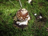 Amanita brunnescens image