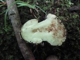Amanita brunnescens image