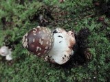 Amanita brunnescens image