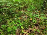 Cantharellus lateritius image