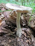 Amanita onusta image