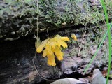 Dacryopinax spathularia image