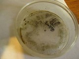 Amanita flavorubens image