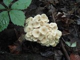Polyporus umbellatus image