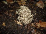 Polyporus umbellatus image