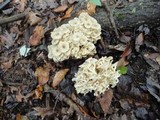 Polyporus umbellatus image