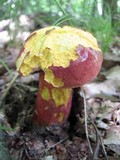 Boletochaete bicolor image