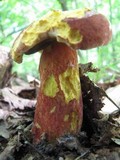 Boletochaete bicolor image