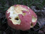 Boletochaete bicolor image