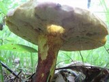 Boletochaete bicolor image