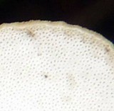 Polyporus grammocephalus image