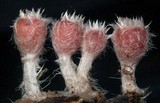 Microstoma floccosum image