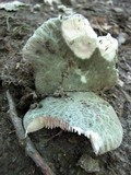 Russula virescens image