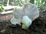 Russula virescens image