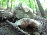 Russula virescens image