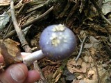 Cortinarius iodes image
