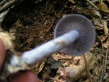 Cortinarius iodes image