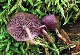 Callistosporium purpureomarginatum image