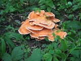 Laetiporus cincinnatus image