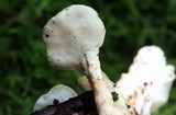 Loweomyces fractipes image