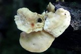 Loweomyces fractipes image