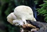 Loweomyces fractipes image