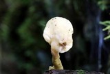 Loweomyces fractipes image