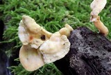 Loweomyces fractipes image