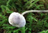 Cystolepiota bucknallii image