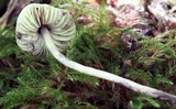 Cystolepiota bucknallii image
