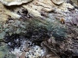 Amaurodon viridis image