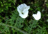 Rimbachia bryophila image