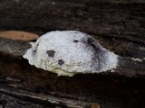 Fuligo candida image
