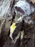 Fuligo candida image