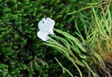 Cyphellostereum laeve image