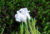 Cyphellostereum laeve image
