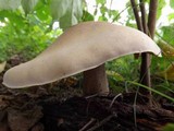 Macrocybe titans image