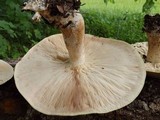 Macrocybe titans image