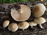 Macrocybe titans image