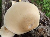 Macrocybe titans image