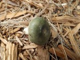 Russula virescens image