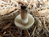 Russula virescens image