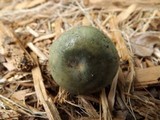 Russula virescens image