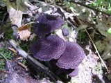 Inocybe tahquamenonensis image