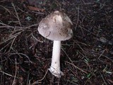 Amanita rhacopus image
