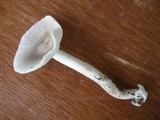 Amanita sect. Vaginatae image