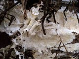 Porotheleum fimbriatum image