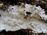 Porotheleum fimbriatum image